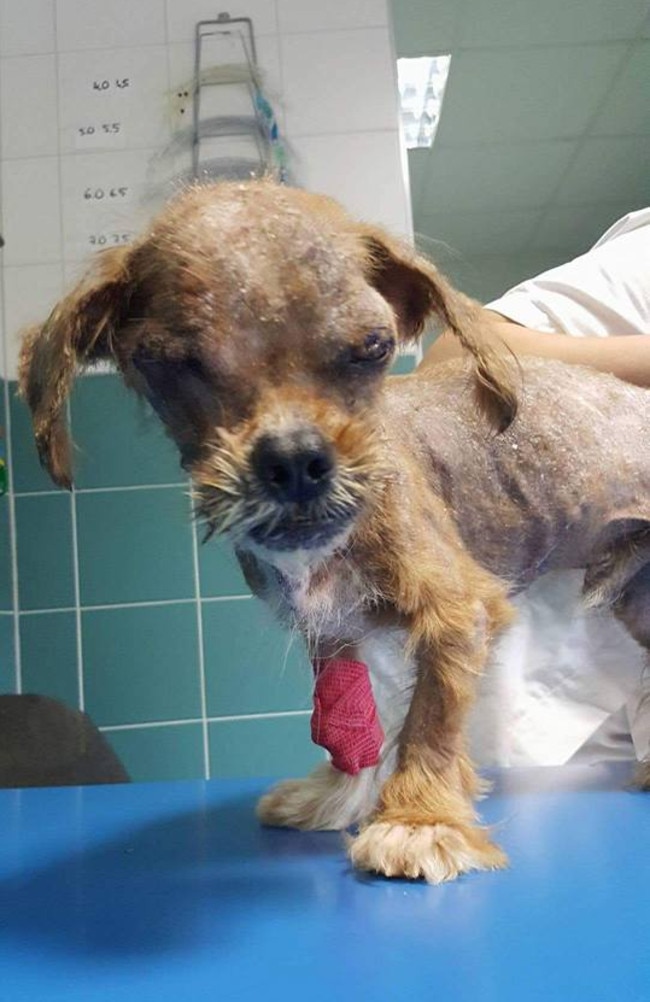 Vet care at last as the transformation begins. Picture: Facebook / Klaudija Sigurnjak