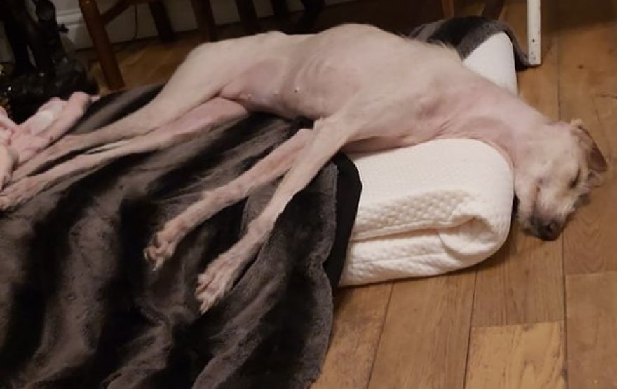 Dog Is Found In The Streets On The Brink Of Death, Makes A Miraculous Recovery