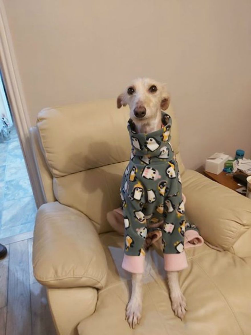 Dog Is Found In The Streets On The Brink Of Death, Makes A Miraculous Recovery