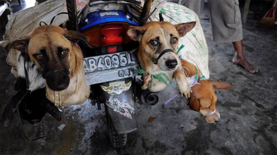 The campaign said many of the dogs are stolen from family homes before they are beaten, slaughtered and eaten. Source: Dog Meat Free Indonesia