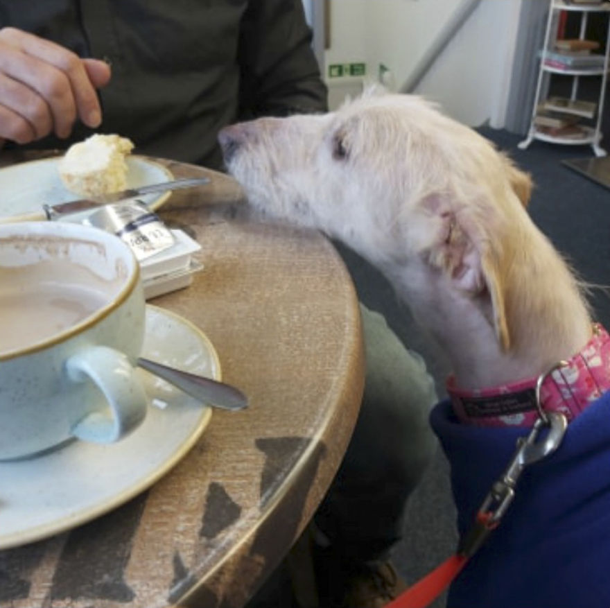 Dog Is Found In The Streets On The Brink Of Death, Makes A Miraculous Recovery