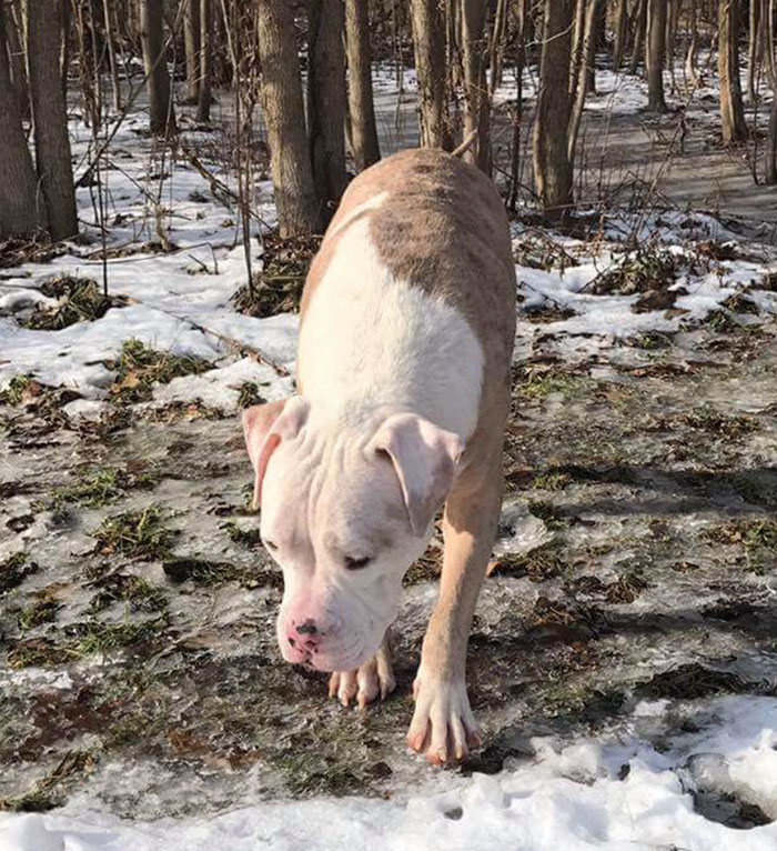 pit-bull-stung-1000-bees-stinger-9