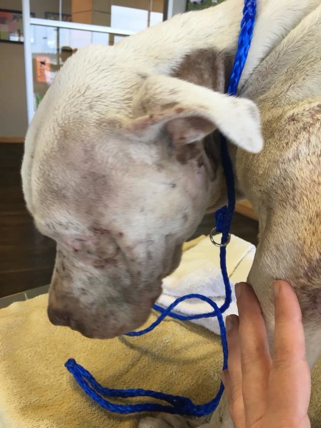 Illustration de l'article : Cobaye pour chien d'attaque, ce chien malade et blessé retrouve goût à la vie