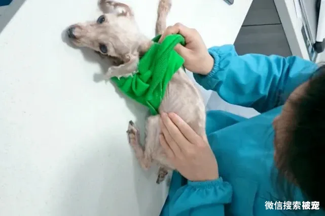 瘦成皮包骨的流浪狗，体重还不到3斤，被收养后它的聪明让人赞叹