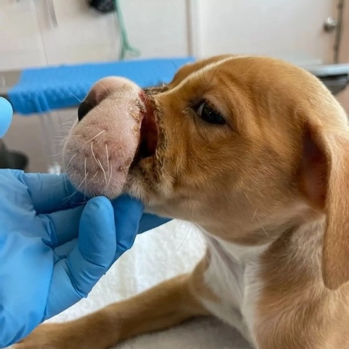 Abused puppy