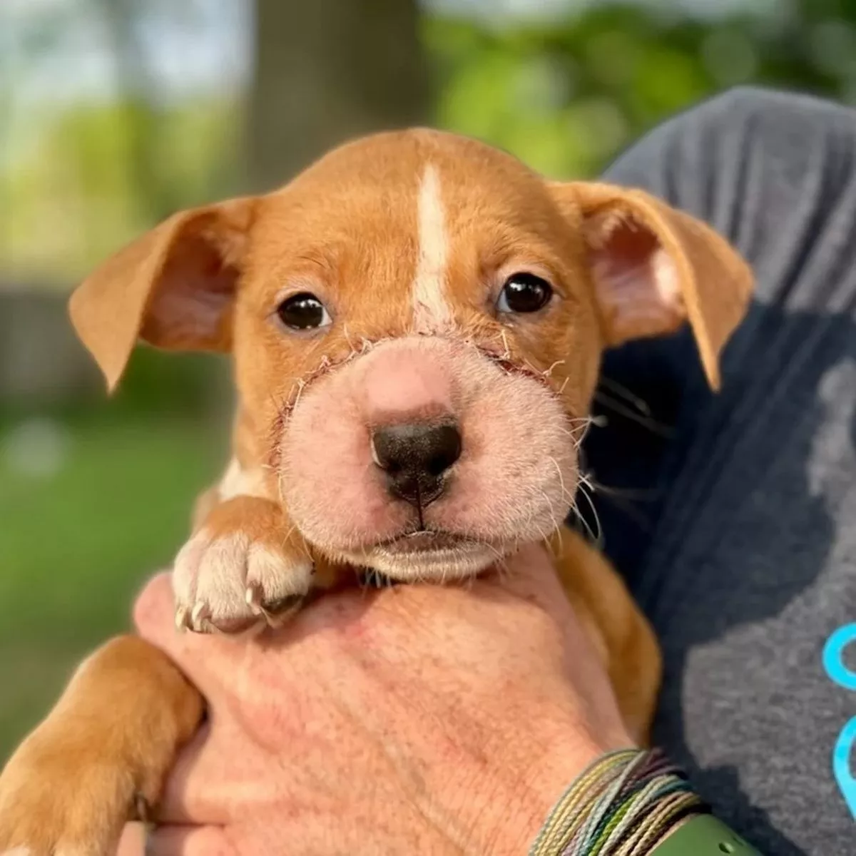 Cute puppy