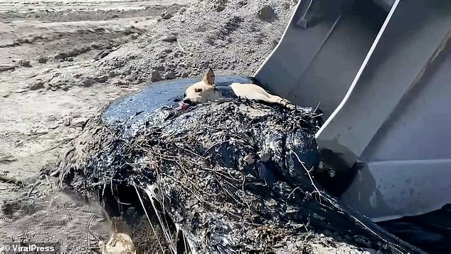Workers had dumped the rubberized asphalt - a waste normally used for repairing roads - next to a silo on the site, not foreseeing the risk to the dozens of stray dogs that roam the area. Pictured: A digger helps lift the dog out of the goo