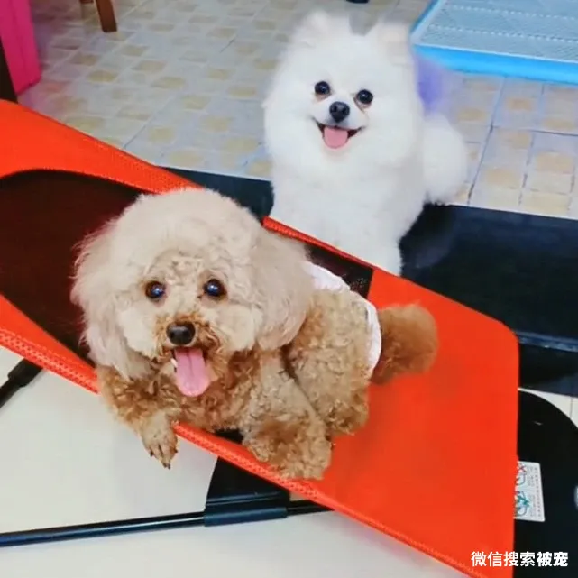 瘦成皮包骨的流浪狗，体重还不到3斤，被收养后它的聪明让人赞叹