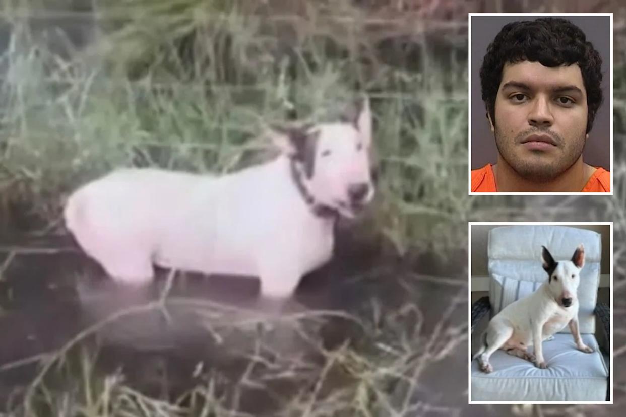 An image collage containing 3 images, Image 1 shows Trooper the bull terrier was found tied to a fence on the side of I-75 in Florida during an evacuation from Hurricane Milton on Oct. 9, 2024, Image 2 shows Giovanny Aldama Garcia was arrested and charged with third degree felony aggravated animal cruelty, Image 3 shows White Bull Terrier sitting on a patio chair