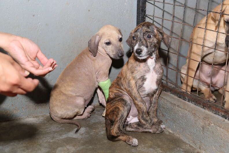 Puppies in cage
