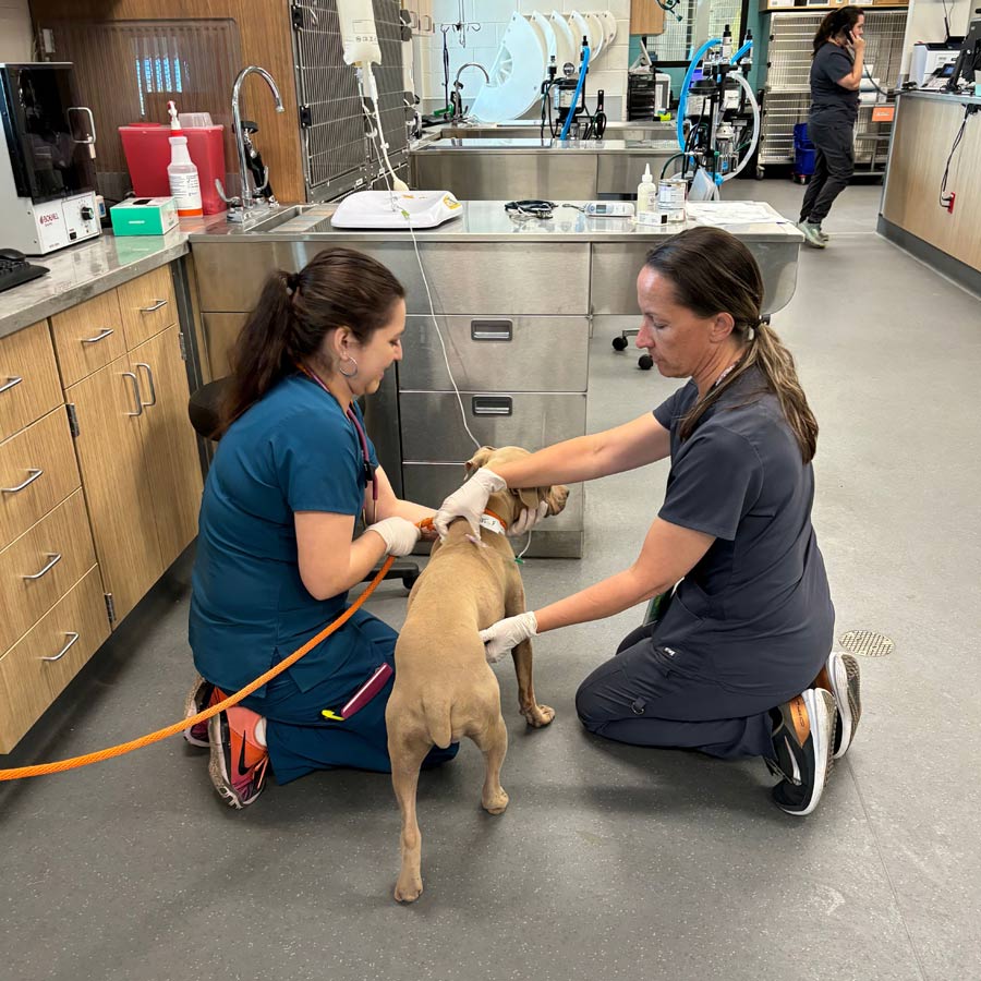 Bright Eyes gets checked out at after being saved from a Phoenix mountain.
